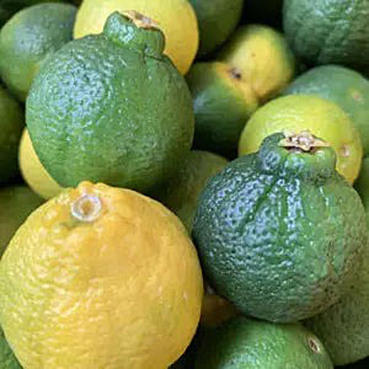 ボタニカノン シトラススカルプローション 100ml