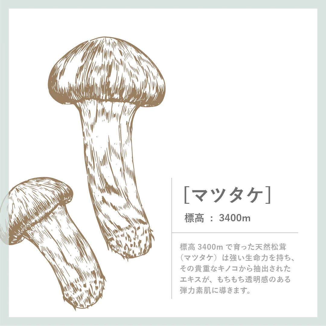 マツタケクリア フレッシュエッセンス