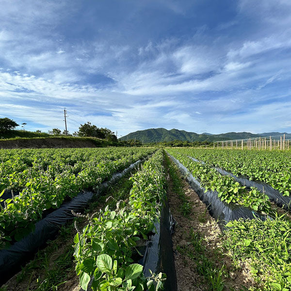 ボタニカノン　ホーリーバジル化粧水　150ml