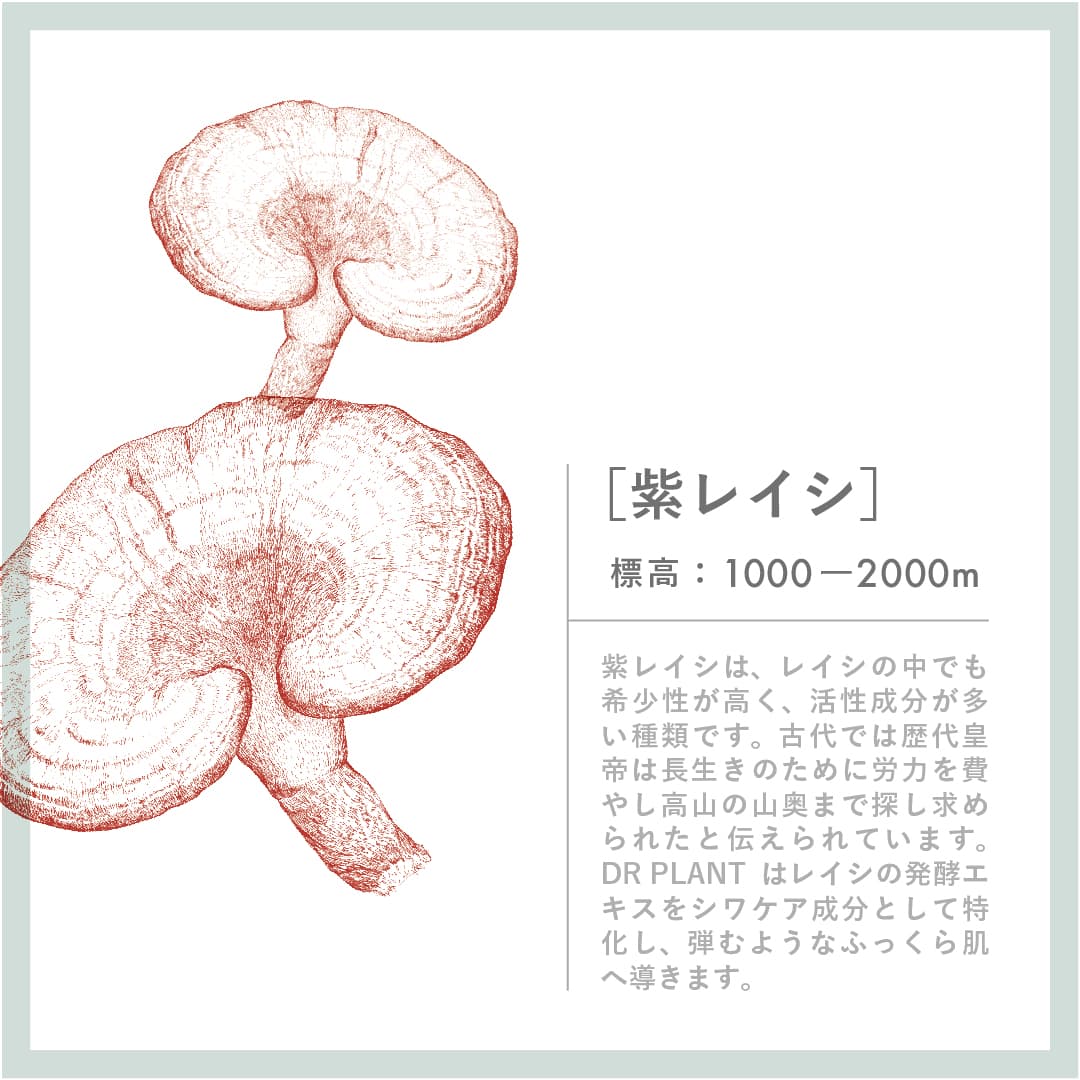 マルチエイジケアミルク 紫レイシ