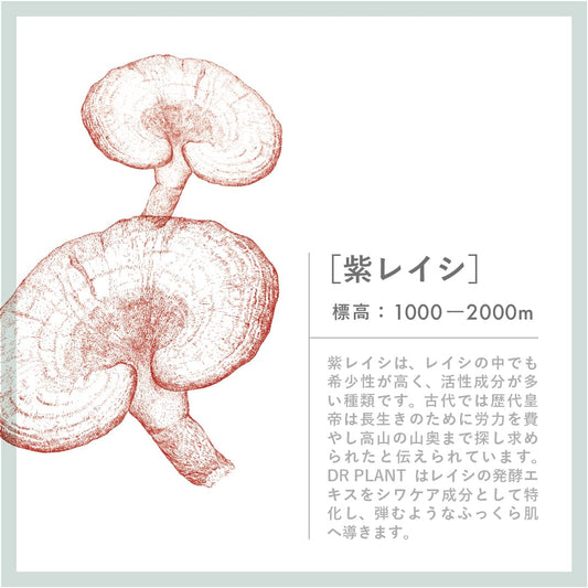 マルチエイジケアエッセンス 紫レイシ